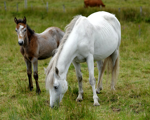 Разработаны новые ветеринарные правила содержания лошадей