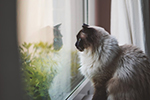 Кошачья ловушка. Чем опасны открытые на вентиляцию окна для домашних питомцев