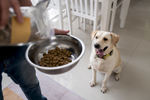 Причины расстройства пищевого поведения у собак