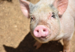 Разработаны новые ветеринарные правила борьбы с рожей свиней