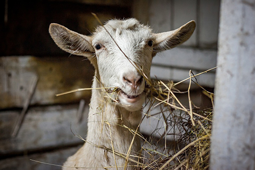 Проект новых ветеринарных правил по артриту-энцефалиту коз