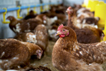 Вокруг птицефабрик Приамурья усилят мониторинг по гриппу птиц