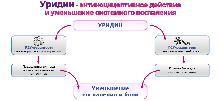 Рисунок 2. Уридин - воздействие на боль и воспаление