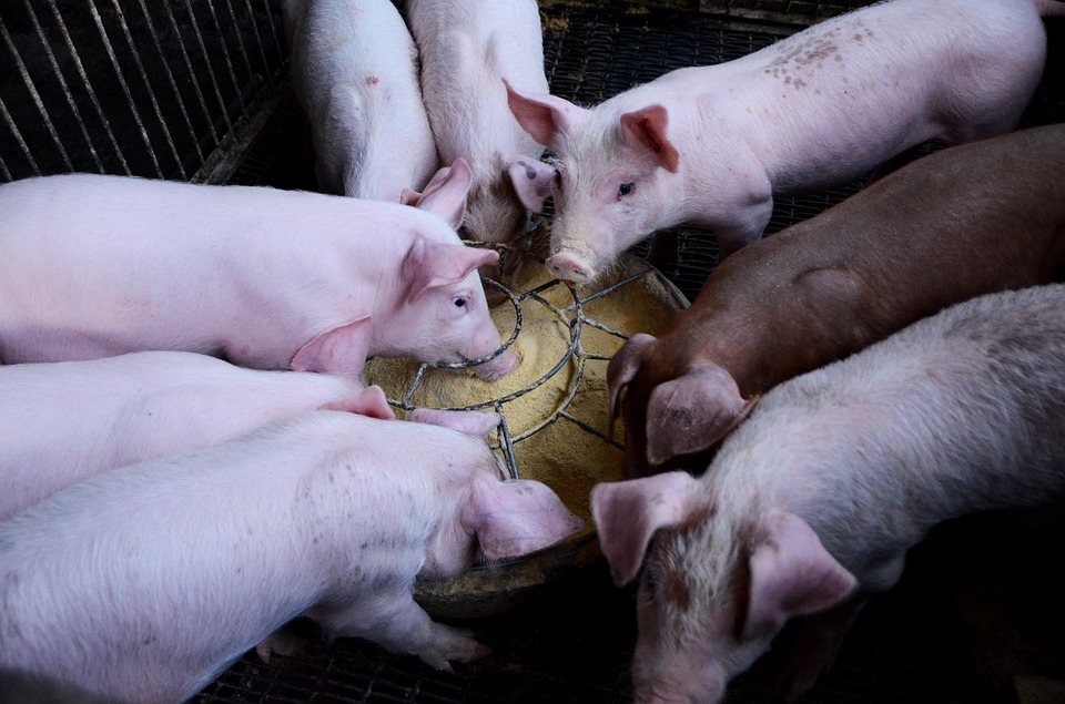 Около 9 тыс. экспертиз на выявление африканской чумы свиней провели ветслужбы Подмосковья