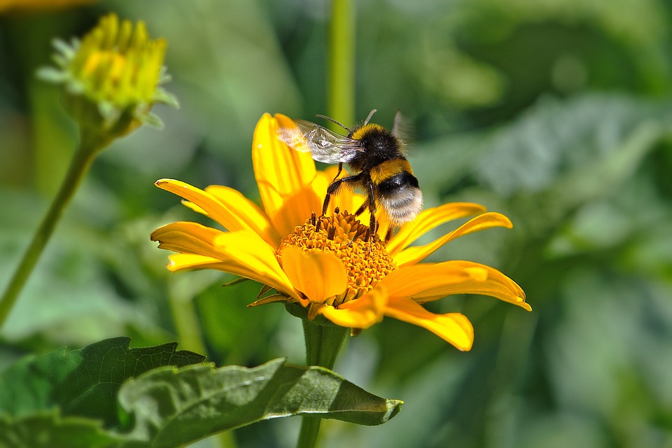 Минсельхоз готовит изменения в ветправила по содержанию пчел