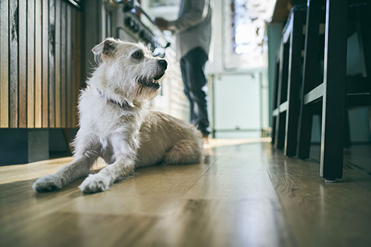 3 февраля в г. Копейск состоится семинар по лабораторной диагностике и дерматологии  в рамках Школы постдипломного образования Hill's