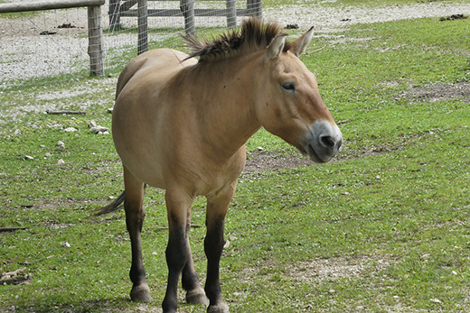 В Оренбурге оказали ветеринарную помощь лошади Пржевальского