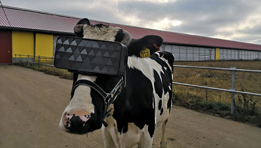 На подмосковной ферме протестировали очки виртуальной реальности для коров