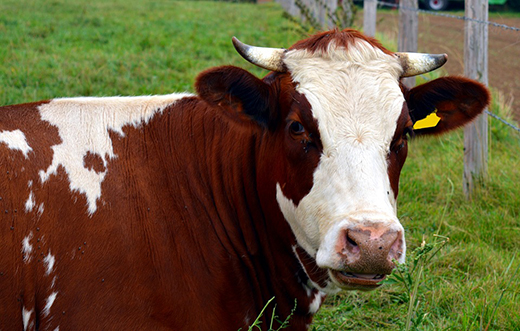 В Тверской области корова травмировала ветеринара
