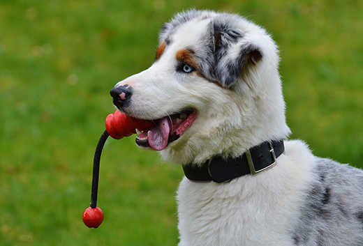 Исследование поможет владельцам собак с эпилепсией предугадывать приближение приступа