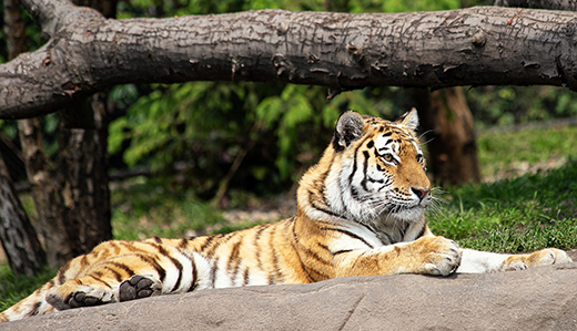 В зоопарке Нью-Йорка коронавирус выявлен еще у семи тигров и львов