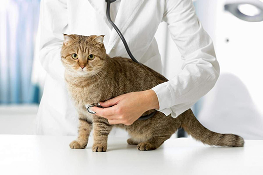 Ученые нашли необычную причину болезни сердца у кошек