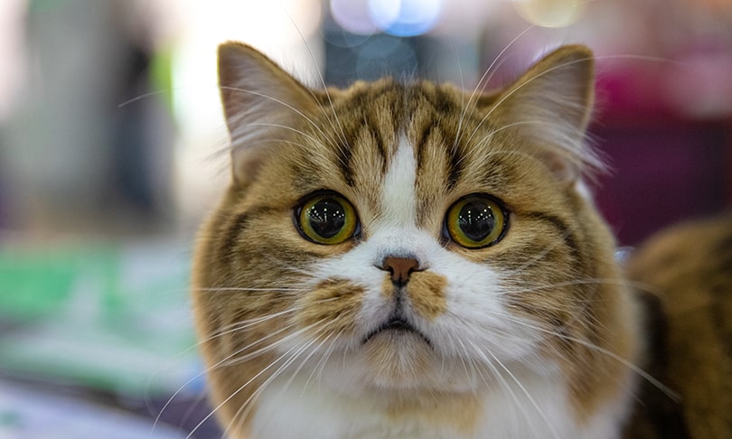 Юбилейная выставка «Кэтсбург» – город-выставка кошек и лучшее место для проведения активных и незабываемых выходных