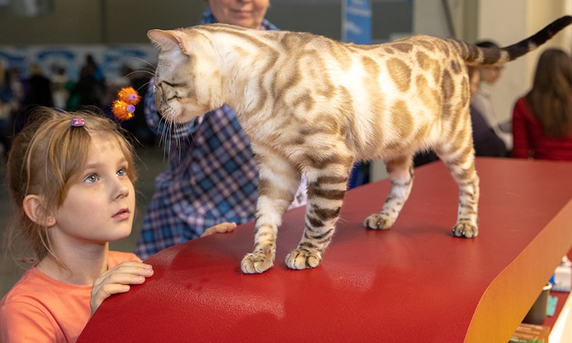 Юбилейная выставка «Кэтсбург» – город-выставка кошек и лучшее место для проведения активных и незабываемых выходных