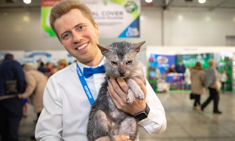 Юбилейная выставка «Кэтсбург» – город-выставка кошек и лучшее место для проведения активных и незабываемых выходных