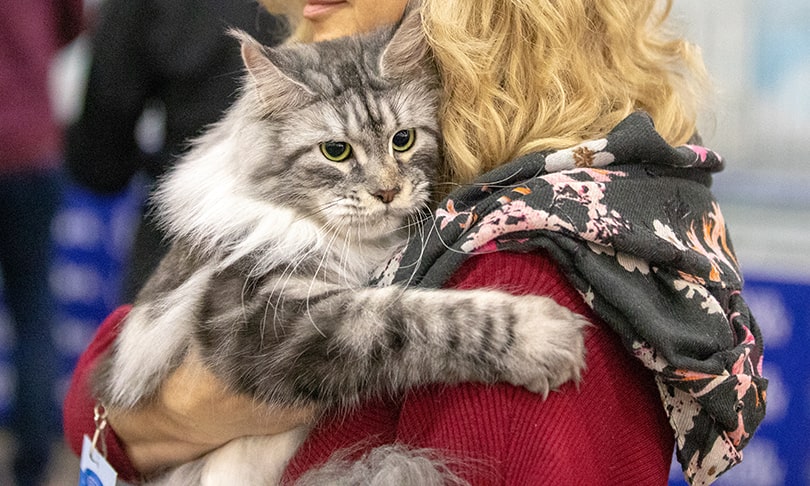 Юбилейная выставка «Кэтсбург» – город-выставка кошек и лучшее место для проведения активных и незабываемых выходных