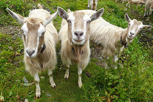 Минсельхоз разработал порядок планирования мероприятий по профилактике болезней животных