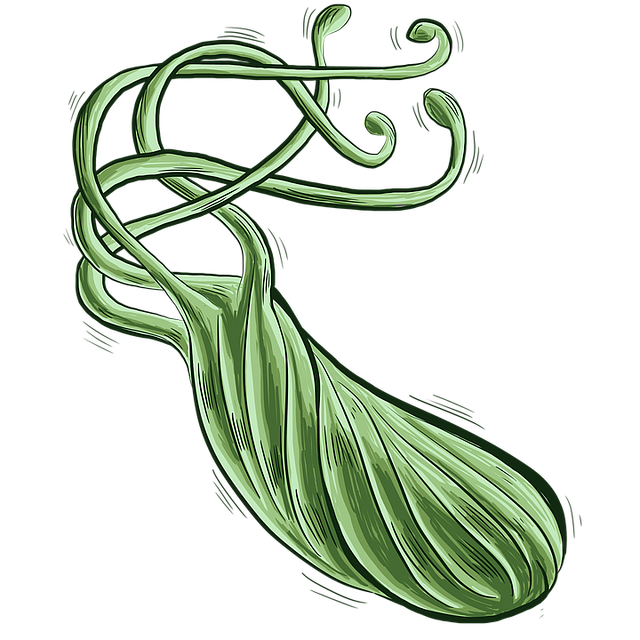 Helicobacter pylori