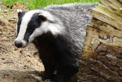 В Алтайском крае ввели карантин по трихинеллезу