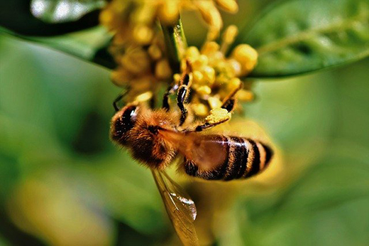 Утверждены новые ветеринарные правила по содержанию пчел