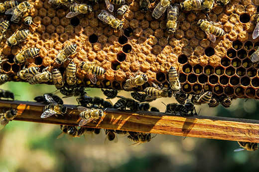 Донские ветврачи проверяют пчел на опасные заболевания
