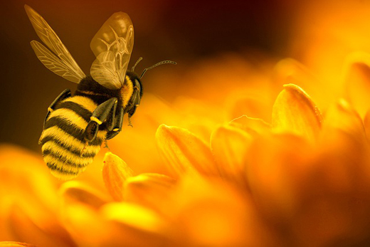 Свыше 830 исследований пчелосемей провели в Подмосковье
