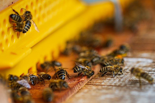 Более 900 исследований и лечебно-профилактических обработок пчелосемей провели в Подмосковье