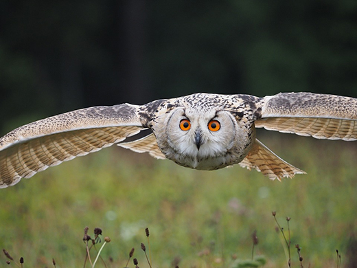 Что позволяет сове быть абсолютно бесшумной