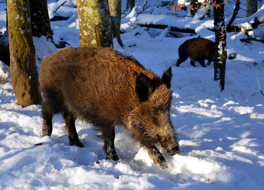 В Московской области отслеживают кабанов из-за вспышек африканской чумы свиней
