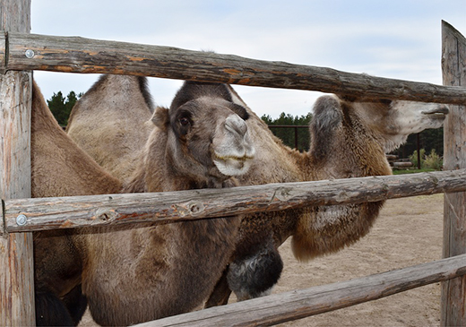 Диагностические исследования и вакцинацию верблюдов провели в 10 хозяйствах Подмосковья