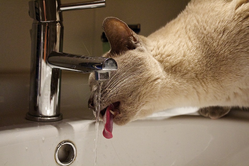 Сколько воды должны пить в день кошки (коты) - Новости Видаль - cправочник  лекарственных препаратов