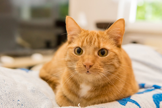 Запущена инициатива по созданию в ветклиниках особых зон для кошек