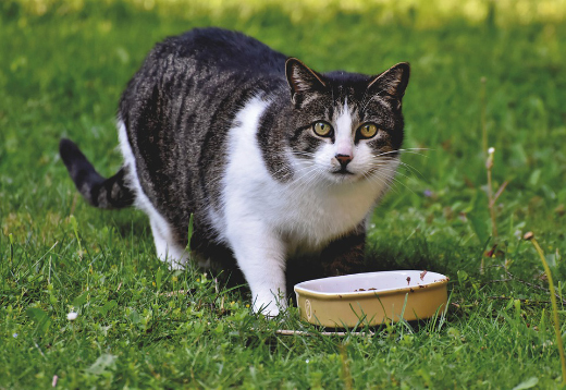 Регулировать пищевые привычки кошек можно с помощью режима кормления