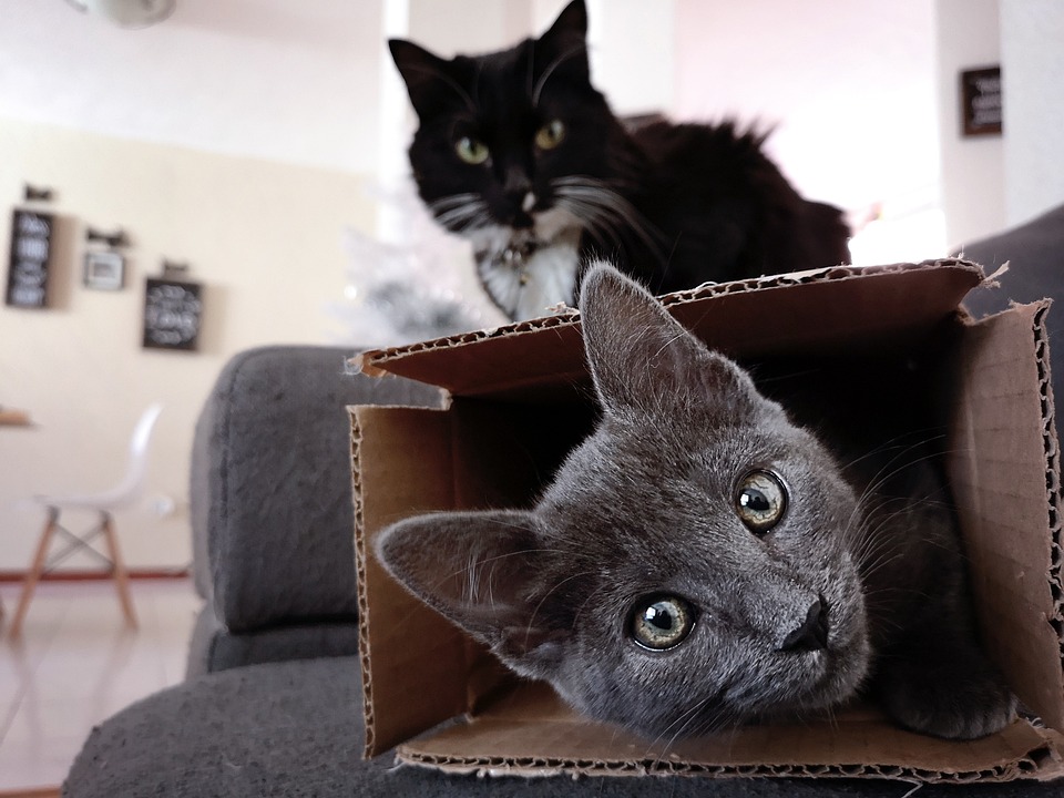Почему кошки любят коробки и пакеты - Новости Ветеринарии - cправочник  лекарственных препаратов