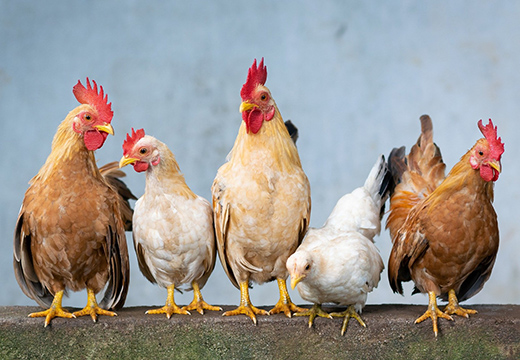 Защита птицеводческих хозяйств от болезни Ньюкасла