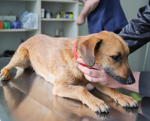 В Подмосковье возобновили работу передвижные пункты вакцинации животных от бешенства