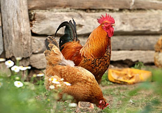 В МЭБ сообщили о новых вспышках гриппа птиц
