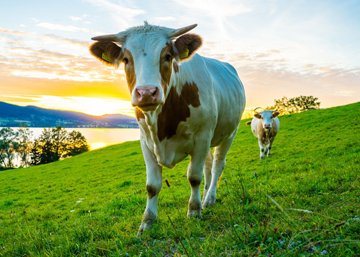 Новые ветправила по предупреждению блутанга разработаны в Минсельхозе