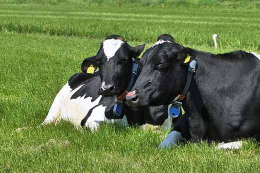 В Краснодарском крае вакцинируется все восприимчивое поголовье скота против ящура