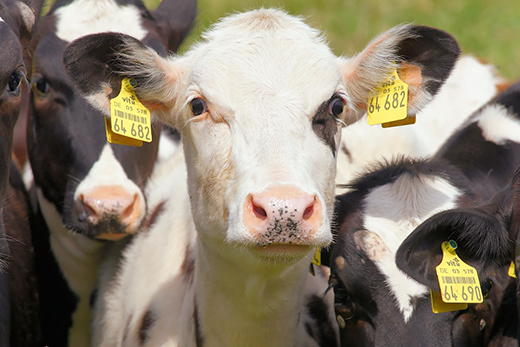 В Приамурье пройдет поголовная вакцинация крупного рогатого скота вдоль границы с Китаем
