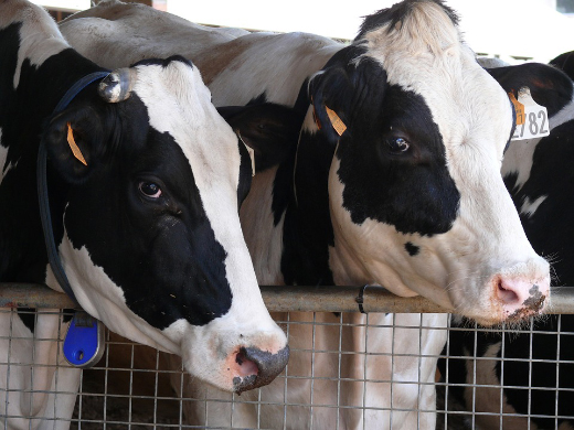 Лейкоз крупного рогатого скота ликвидировали в 20 хозяйствах Подмосковья с начала года