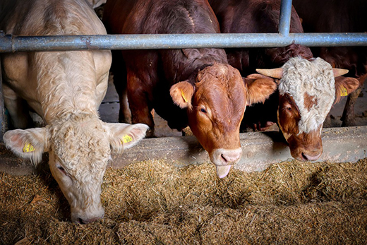 Контроль над использованием антибиотиков в животноводстве ужесточат