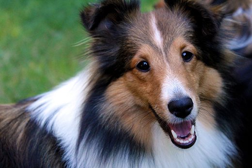 У собак мелких пород чаще возникают проблемы с зубами