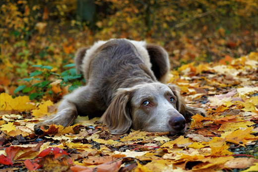 Более 3,5 тыс. случаев пироплазмоза выявили у собак в Подмосковье с начала года