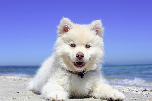 В России запретят приводить собак на пляж