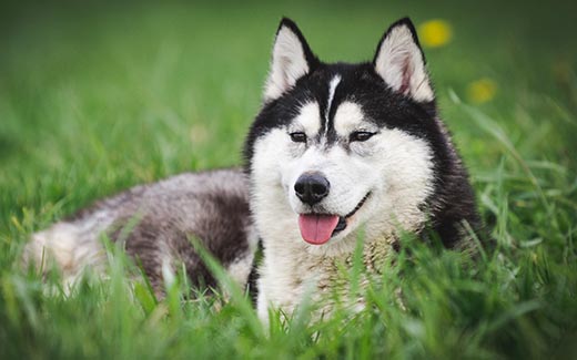 В США выяснили, что лазерная терапия помогает при лечении дегенеративной миелопатии собак