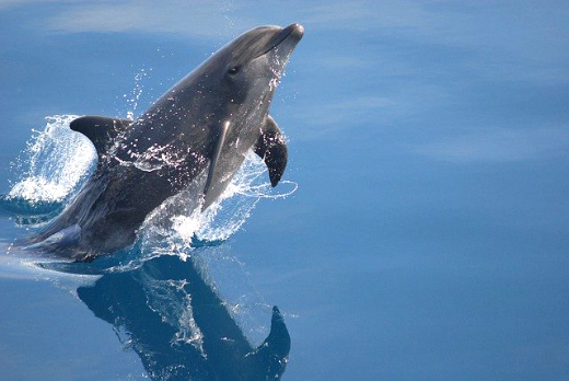 В Крыму организовали скорую помощь для дельфинов