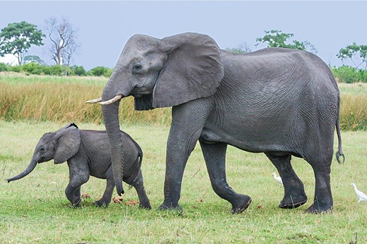 Способны ли слоны прыгать и бегать