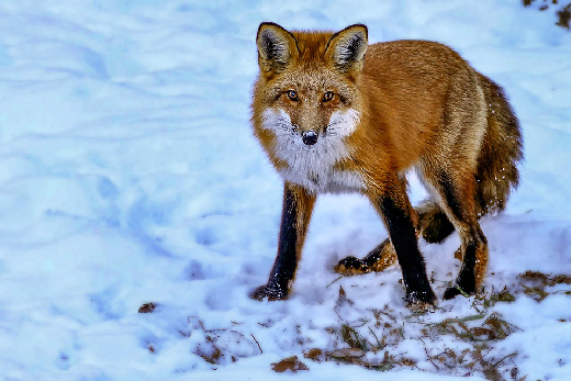 Наибольшее число случаев бешенства выявили в феврале у лис