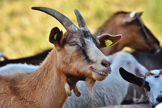 Опубликованы ветеринарные правила по скрепи овец и коз